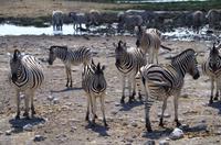 Etosha-Nationalpark - besetztes Wasserloch Rietfontein