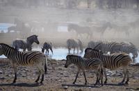 Etosha-Nationalpark - besetztes Wasserloch Rietfontein