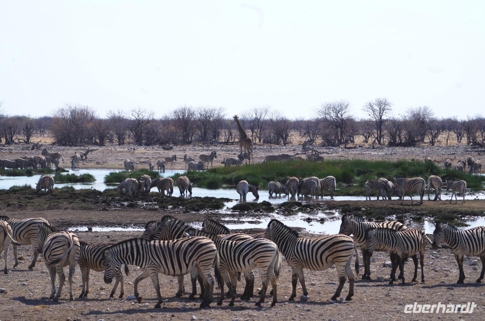Etosha-Nationalpark - besetztes Wasserloch Rietfontein