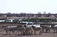 Etosha-Nationalpark - besetztes Wasserloch Rietfontein
