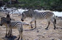 Etosha-Nationalpark - besetztes Wasserloch Rietfontein