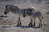 Etosha-Nationalpark - Zebraparade am Wasserloch Rietfontein
