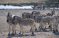 Etosha-Nationalpark - Pyjama-Pferde