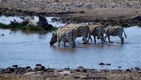 Etosha-Nationalpark - besetztes Wasserloch Rietfontein