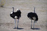 Etosha-Nationalpark - ein Strauß Sträuße