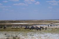 Etosha-Nationalpark - Gnus und Zebras