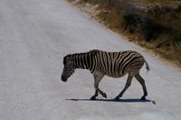Etosha-Nationalpark - Zebrastreifen