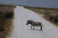 Etosha-Nationalpark - noch mehr Zebrastreifen
