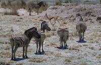 Etosha-Nationalpark - Pirschfahrt