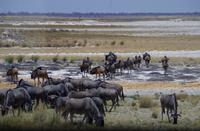 Etosha-Nationalpark - Streifengnus