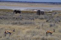 Etosha-Nationalpark - Springböcke und Elefanten