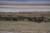Etosha-Nationalpark - Kudu-Harem