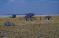 Etosha-Nationalpark - so weit das Auge reicht