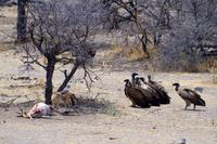 Etosha-Nationalpark - Weißrückengeier in Lauerstellung