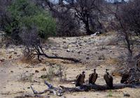 Etosha-Nationalpark - Weißrückengeier