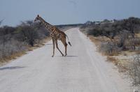 Etosha-Nationalpark - Giraffen Highway