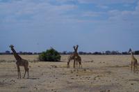 Etosha-Nationalpark - Giraffen