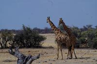 Etosha-Nationalpark - Giraffen
