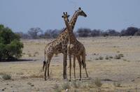 Etosha-Nationalpark - Giraffen