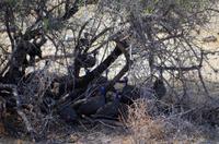 Etosha-Nationalpark - Perlhühner