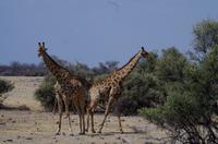 Etosha-Nationalpark - Giraffen