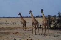 Etosha-Nationalpark - Giraffenparade