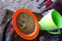 Dorfbesuch - Hirse, ein Grundnahrungsmittel