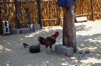 Im Dorf von James - geflügelte Mitbewohner