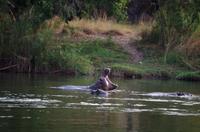 Bootsfahrt auf dem Okawango - Badetag