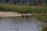 Bootsfahrt auf dem Okawango - europäische Bienenfresser