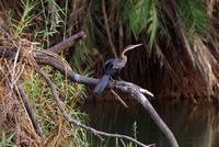 Bootsfahrt auf dem Okawango - Schlangenhalsvogel