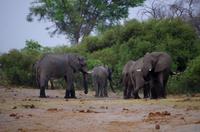 Bootsfahrt auf dem Okawango - Elefanten