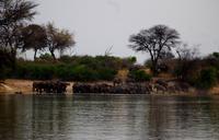 Bootsfahrt auf dem Okawango - Elefantentreffen