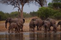 Bootsfahrt auf dem Okawango - Elefantentreffen
