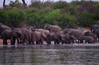 Bootsfahrt auf dem Okawango - Elefantentreffen
