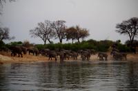 Bootsfahrt auf dem Okawango - Rückzug der Giganten