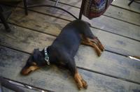 Mahangu Safari Lodge am Okawango - Mittagshitze