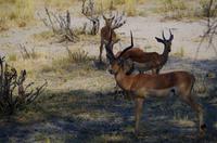 Mahangu-Nationalpark - Impalas