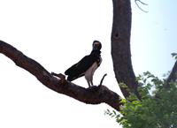 Mahangu-Nationalpark - Kampfadler