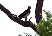 Mahangu-Nationalpark - Kampfadler