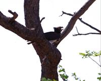 Mahangu-Nationalpark - Kampfadler