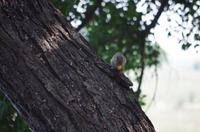 Namushasha River Lodge am Kwando - Eichhörnchen