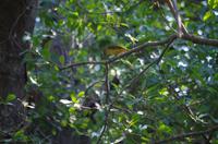Namushasha River Lodge am Kwando - Webervogel