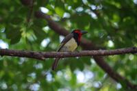 Namushasha River Lodge am Kwando - gefiederter Baumbewohner