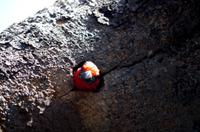 Namushasha River Lodge am Kwando - gefiederter Baumbewohner