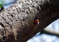 Namushasha River Lodge am Kwando - gefiederter Baumbewohner