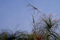 Namushasha River Lodge am Kwando - Spaziergang im Kwando-Delta