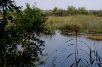 Namushasha River Lodge am Kwando - Spaziergang im Kwando-Delta