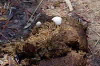 Namushasha River Lodge am Kwando - Elefantenspuren