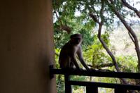 Namushasha River Lodge am Kwando - und noch ein Mitbewohner